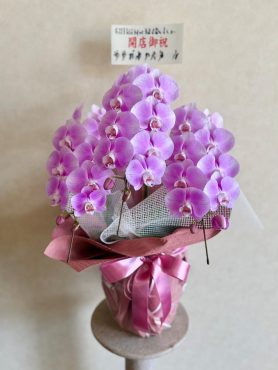 ミニ胡蝶蘭鉢 ミニ胡蝶蘭鉢