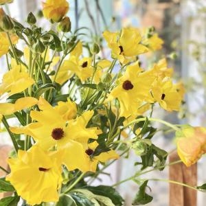 春のお花たくさんあります｜「西冨花園」　（大阪府池田市の花キューピット加盟店 花屋）のブログ