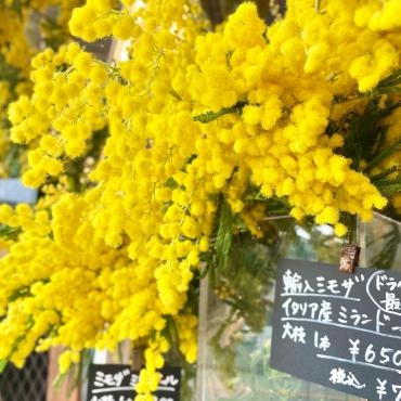 ミモザ入荷しました｜「西冨花園」　（大阪府池田市の花キューピット加盟店 花屋）のブログ