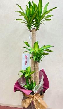 お祝い観葉鉢｜「西冨花園」　（大阪府池田市の花キューピット加盟店 花屋）のブログ