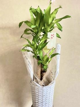 新築お祝い観葉植物｜「西冨花園」　（大阪府池田市の花キューピット加盟店 花屋）のブログ