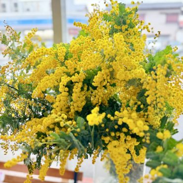 ミモザ入荷してます｜「西冨花園」　（大阪府池田市の花キューピット加盟店 花屋）のブログ