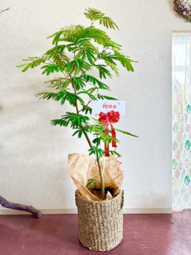 御祝観葉植物｜「西冨花園」　（大阪府池田市の花キューピット加盟店 花屋）のブログ