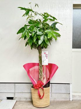 お祝い観葉植物｜「西冨花園」　（大阪府池田市の花キューピット加盟店 花屋）のブログ