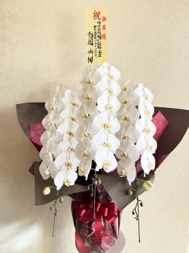 御祝胡蝶蘭鉢｜「西冨花園」　（大阪府池田市の花キューピット加盟店 花屋）のブログ