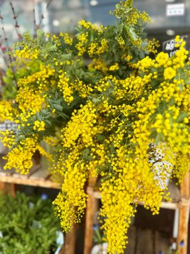 ミモザ入荷しました