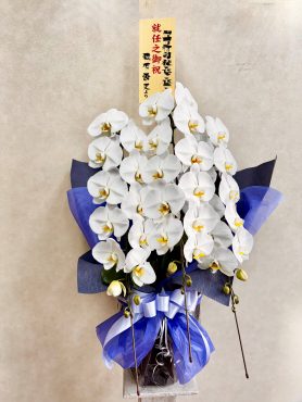 御祝胡蝶蘭鉢｜「西冨花園」　（大阪府池田市の花キューピット加盟店 花屋）のブログ